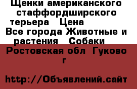 Щенки американского стаффордширского терьера › Цена ­ 20 000 - Все города Животные и растения » Собаки   . Ростовская обл.,Гуково г.